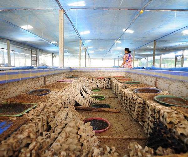 Philippines' 'Cockroach Lord' goes to bat for misunderstood bugs