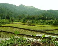Thai Hill Farmers Help Preserve Genetic Diversity Of Rice