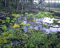 Thawing permafrost may hike global warming
