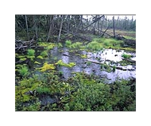 Northern Peatlands A Misunderstood Player In Climate Change