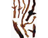 Fungus fossil is oldest known land organism