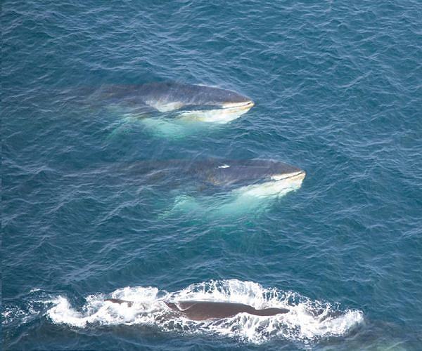 Huge groups of fin whales sign of hope for ocean giants