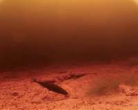 Distantly related fish find same evolutionary solution to dark water