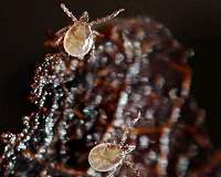 Scientists look to tick 'cement' as potential medical adhesive