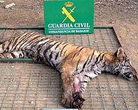 Lions And Tigers Are Unfair Game On Spanish Safaris