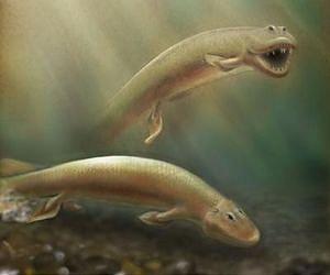 Discovery of new Tiktaalik roseae fossils reveals key link in evolution of hind limbs