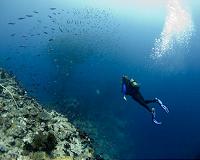 Subsea pipelines offer shelter to important commercial fish species in Australia