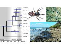 Coastal spider ancestors may have dispersed eastward across Southern Hemisphere oceans