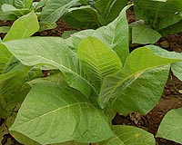Tobacco Makes Medicine