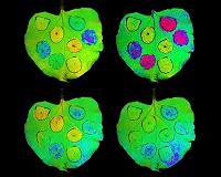 Crop yield gets big boost with modified genes in photosynthesis