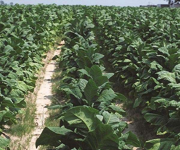 Tobacco town thrives as China struggles to kick the habit