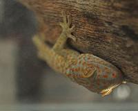 Gecko evolution proof small changes yield big results