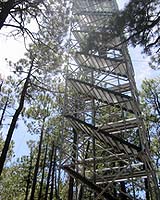 How Trees Manage Water In Arid Environments