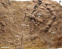 When did animals leave their first footprint on Earth?