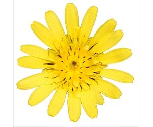 New Plant Species Gives Insights Into Evolution