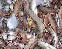 Global marine analysis suggests food chain collapse