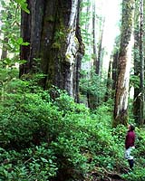How To Use Math And A CT Scanner To See How Trees Intercept Light