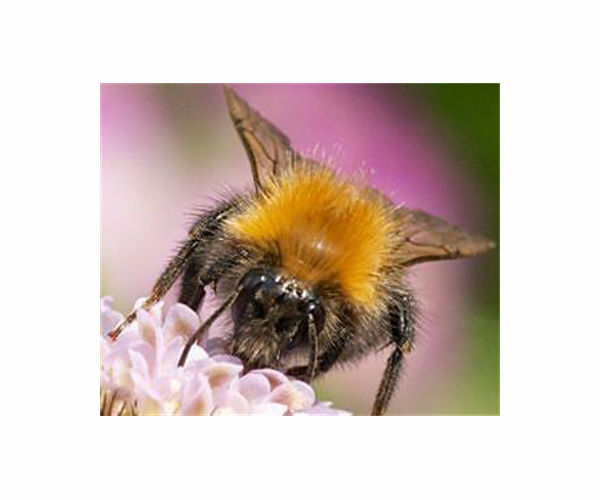 Bumble to cut staff by one-third