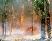 Fire Is An Important And Under-Appreciated Part Of Global Climate Change