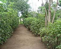 Philippine oil company sets aside 26 mln dlrs for biofuel plantations