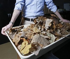 Drought-Exposed Leaves Adversely Affect Soil Nutrients