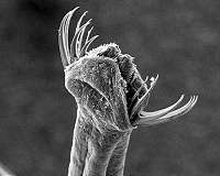 Worms help scientists understand memory formation and recall