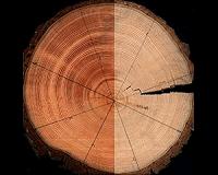 Uncertainties in tree-ring-based climate reconstructions probed