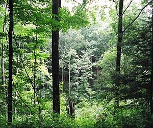 Canopy structure more important to climate than leaf nitrogen levels