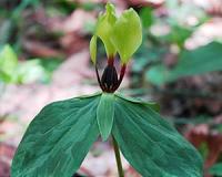 The mighty seed