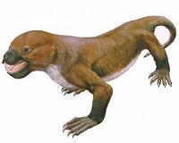 Study finds origins of mammalian anatomical pattern