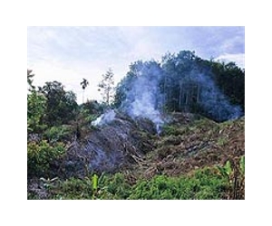 Mekong forest facing sharp decline: WWF
