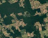 With attention on virus, Amazon deforestation surges