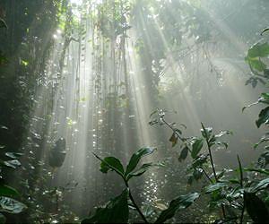 Are tropical forests resilient to global warming?