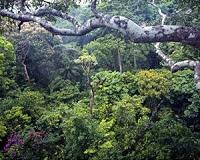 Protecting forests alone would not halt land-use change emissions
