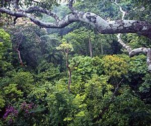 Biodiversity higher in the tropics, but species more likely to arise at higher latitudes