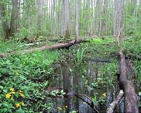 Tropical peatland carbon losses from oil palm plantations may be underestimated