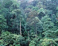 Ecuador tops in protecting rain forest