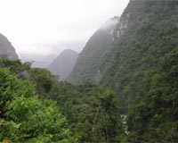 Ecuador breaks Guinness reforestation record
