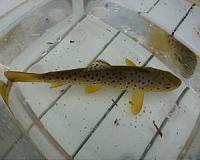 Mining pollution alters fish genetics in southwest England