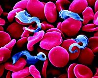 Large Steps Taken In The Fight Against African Sleeping Sickness