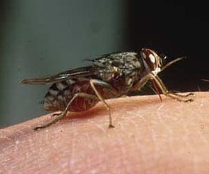 Climate to widen sleeping sickness risk to southern Africa
