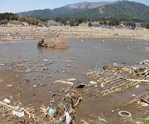Science to help rice growers affected by Japan's tsunami