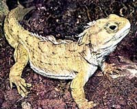 Early Land Animals Could Walk And Run Like Mammals
