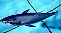 Japan Admits Killing More Tuna Than Allowed