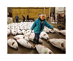 Japan's famous Tsukiji fish market braces for tuna trade ban
