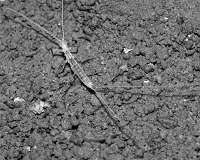 Strange species found in Turkmenistan cave