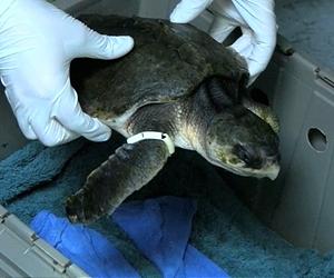 Battle to save Gulf sea turtles from oily death