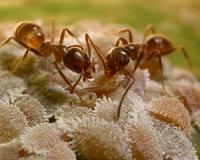 Global takeover by Argentine ants fueled by chemical weapons