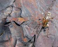 Ancient rocks show high oxygen levels on Earth 2 billion years ago