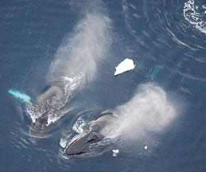 Surprising underwater-sounds: Humpback whales also spend their winter in Antarctica